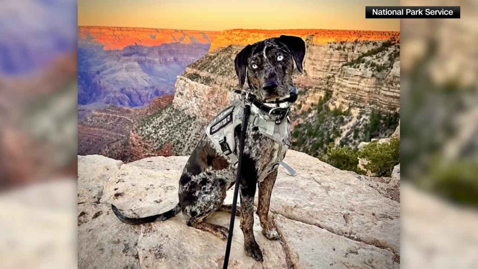 Meet Blue, the new 'conservation K-9' at Grand Canyon National Park