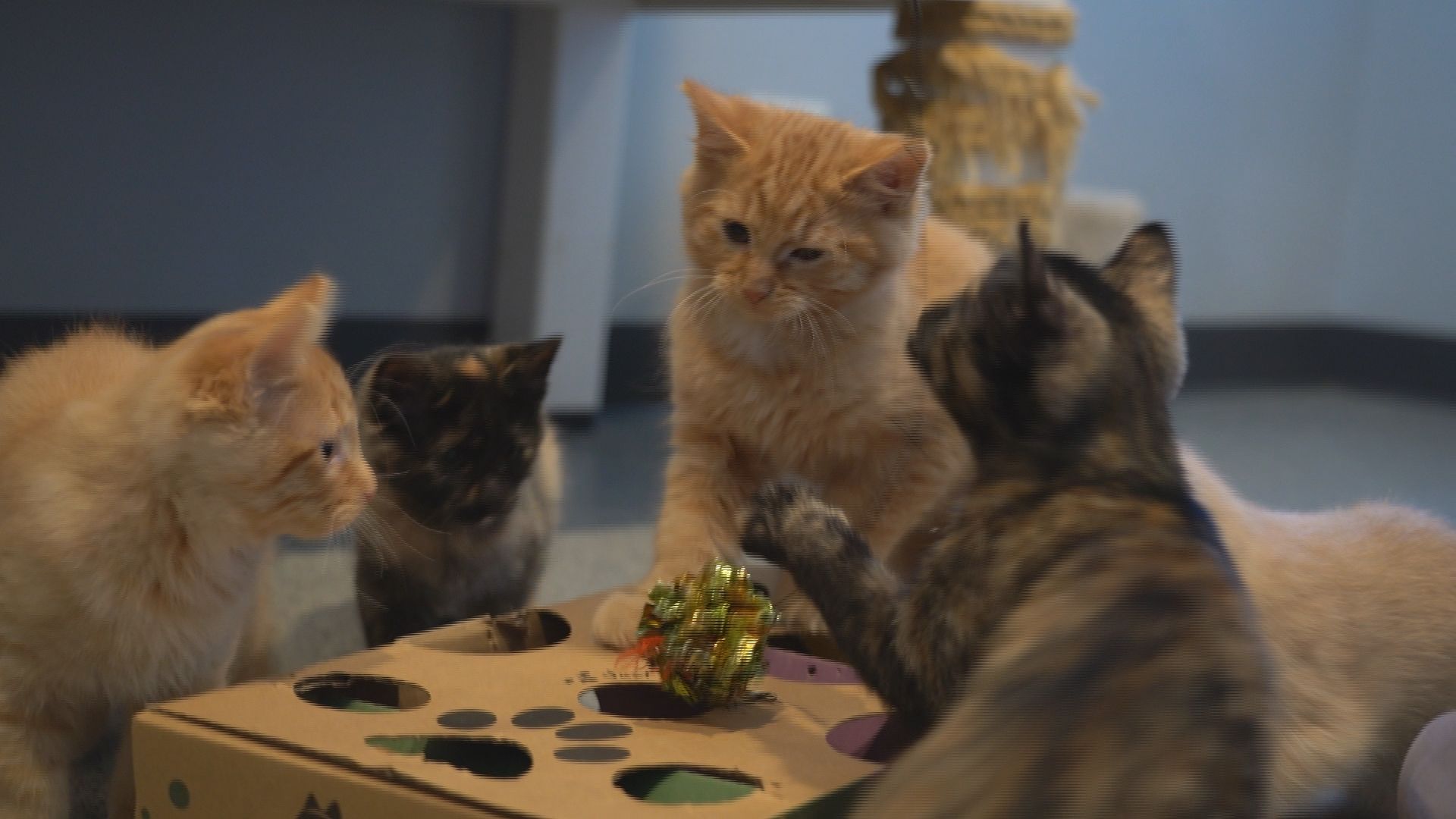 Adopt a 10/11 Team Member: The Cat House seeks homes for seven