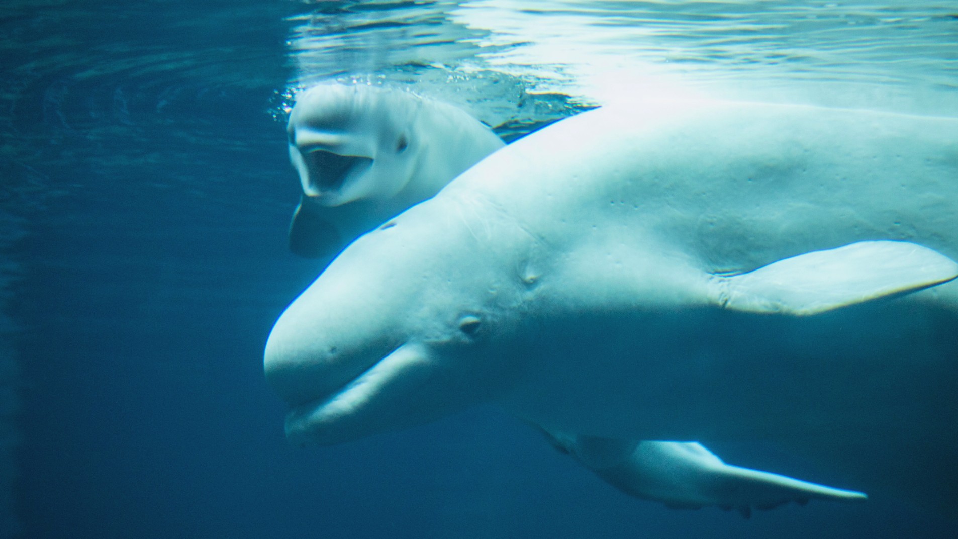 beluga whale baby