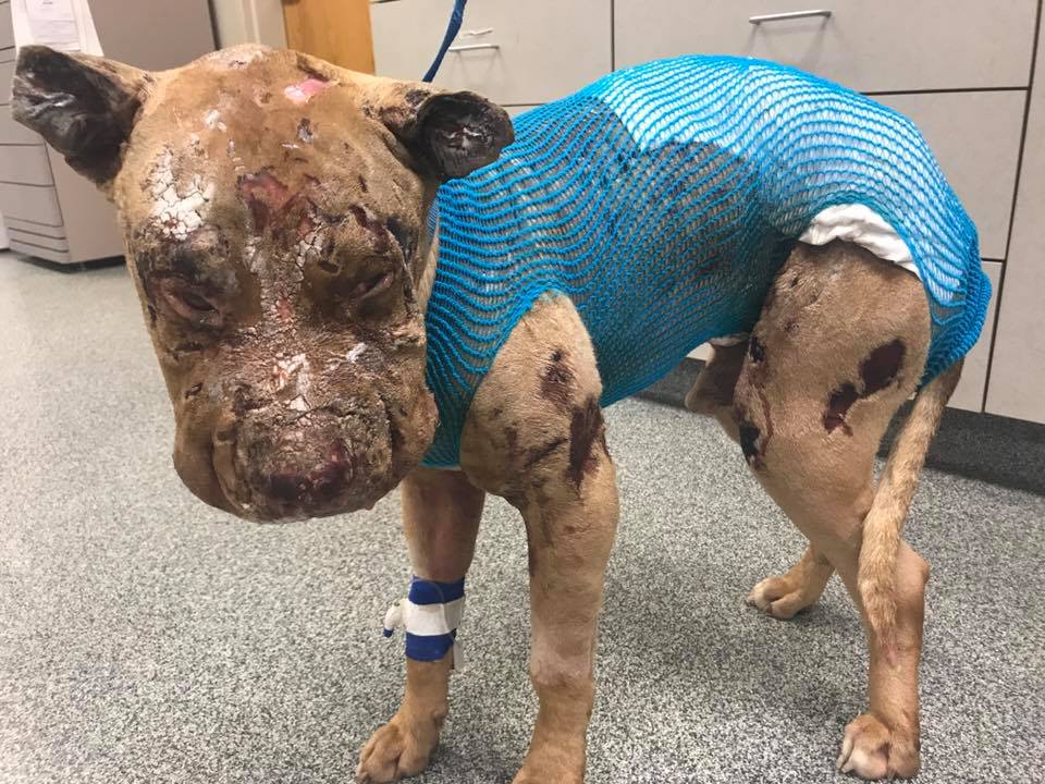 shelbyville animal shelter tn