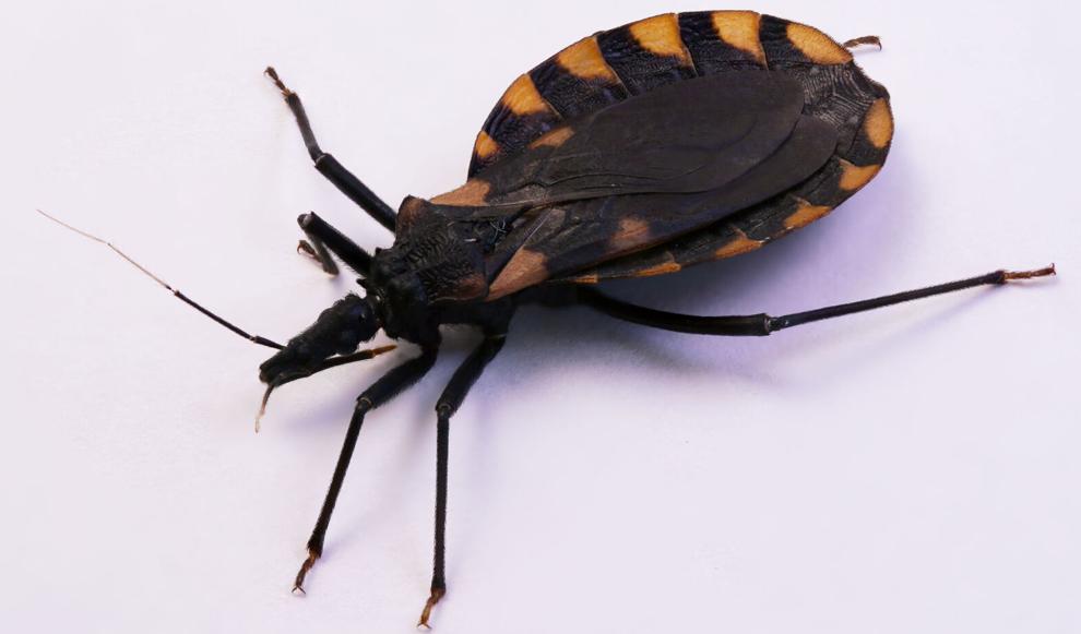 Poisonous Bugs Arizona