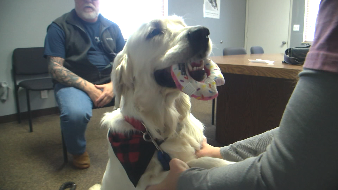 Dog shot in head, muzzle taped shut found in ditch along Cowlitz