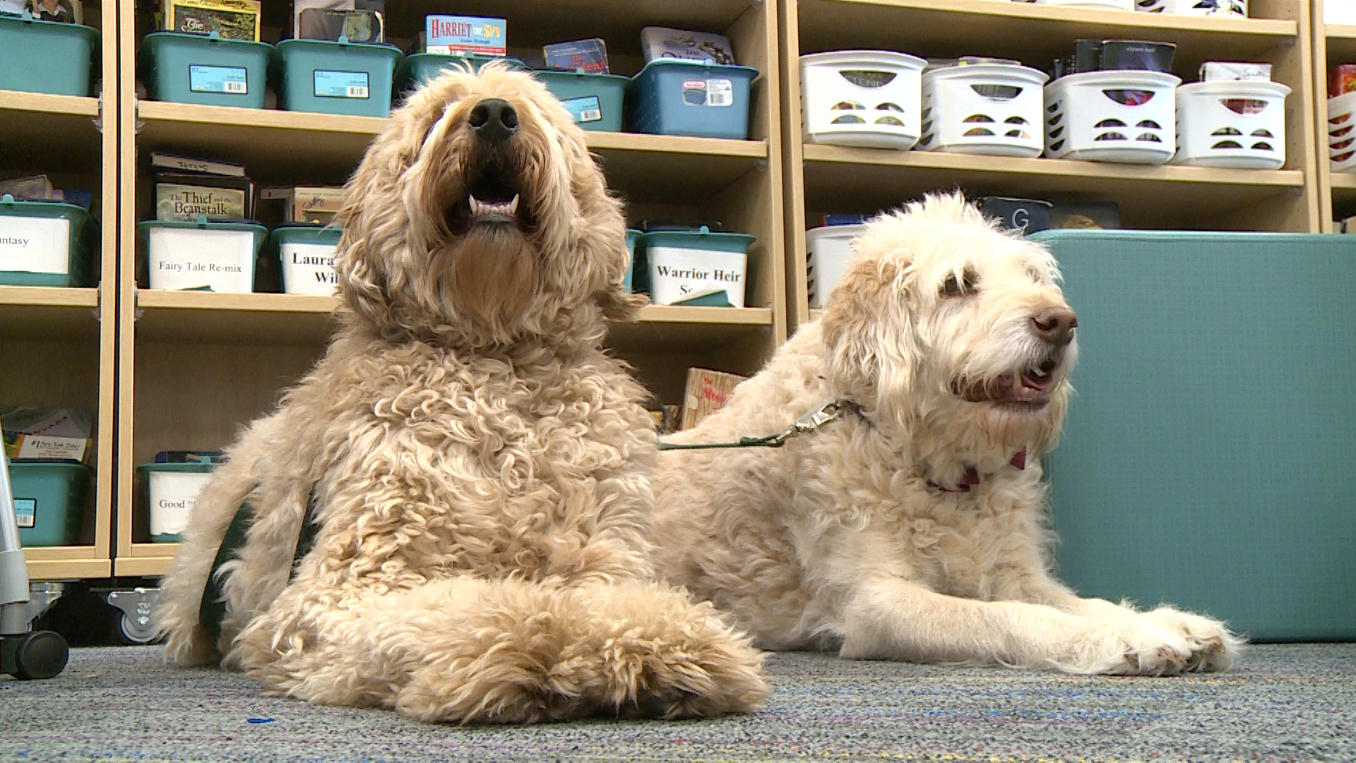 Therapy dogs are making a difference for Chippewa Falls middle