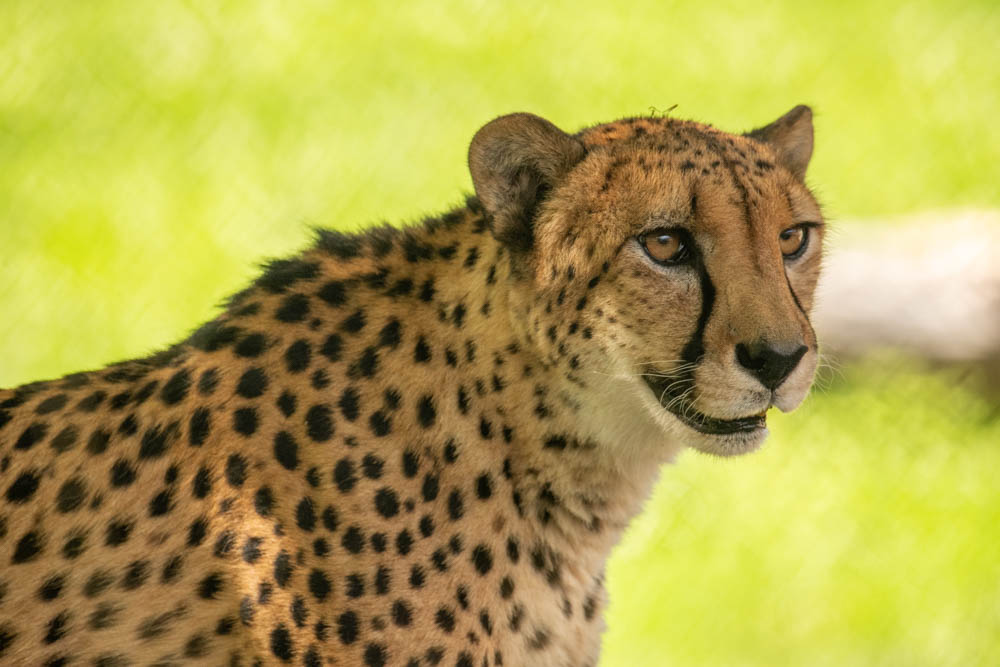 World's 2nd oldest male zoo cheetah dies in Oregon