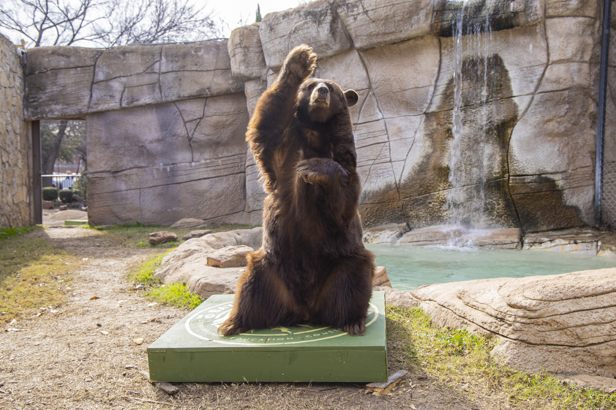 Baylor Bear Habitat