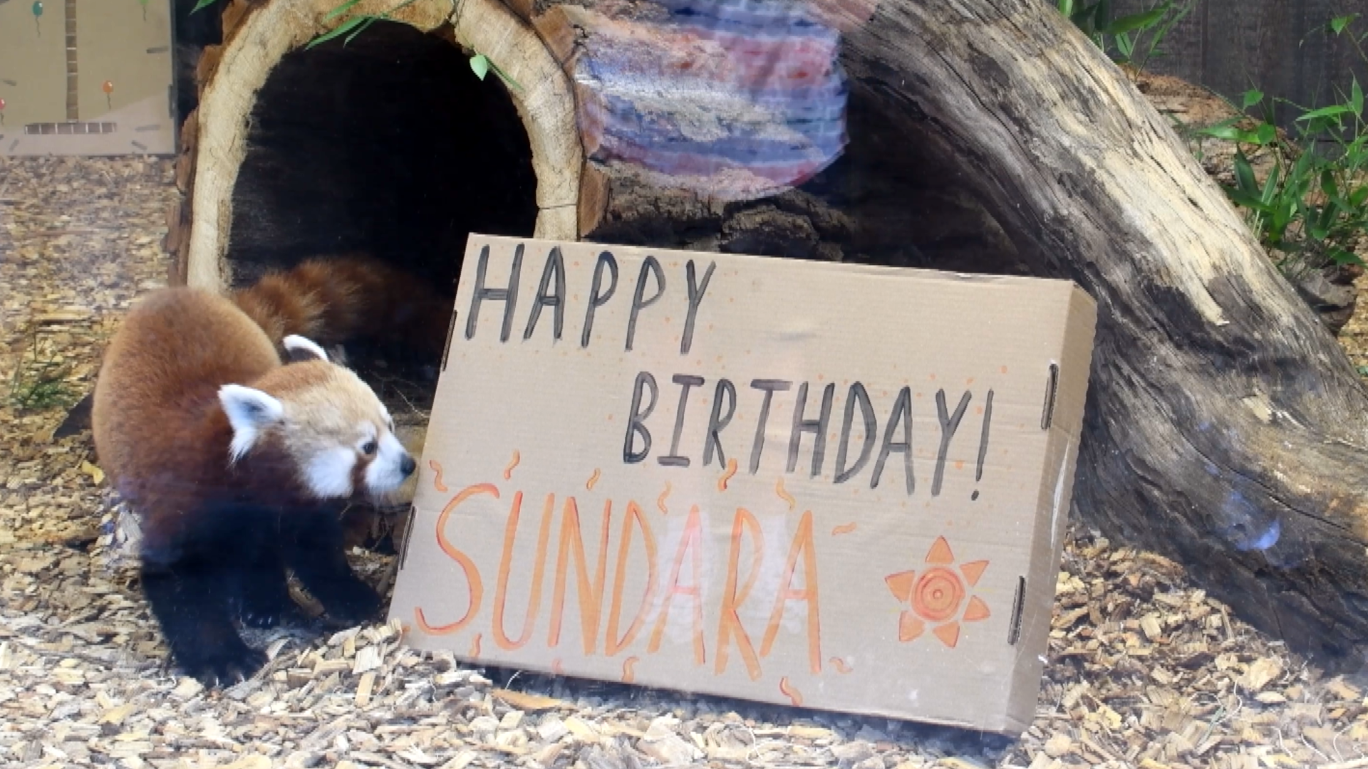 birthday red panda