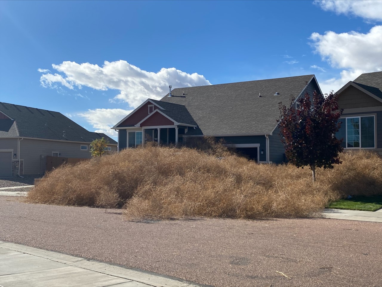 Tumbleweeds cover Wolfforth neighborhood, streets in west Texas