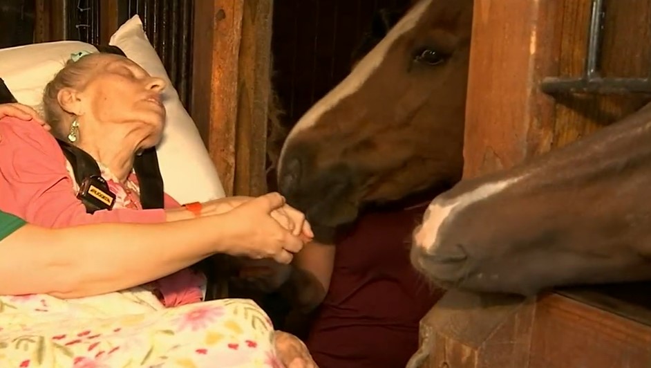 Hospice grants 79-year-old woman's dying wish to see her horse one last time