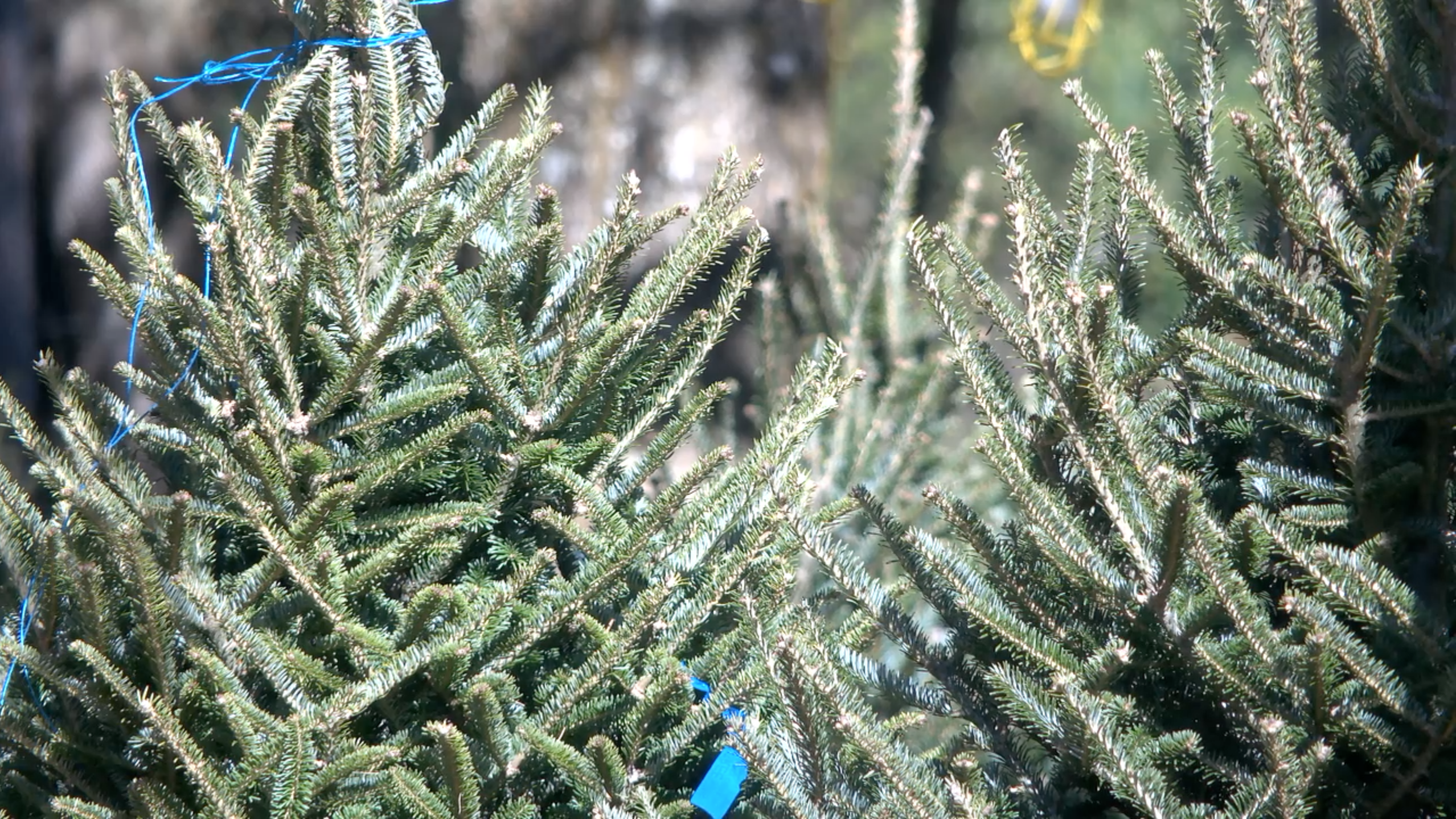 Christmas Tree Permits Colorado Springs 2022 Forest Christmas Tree Permits Available Online For The Holiday Season