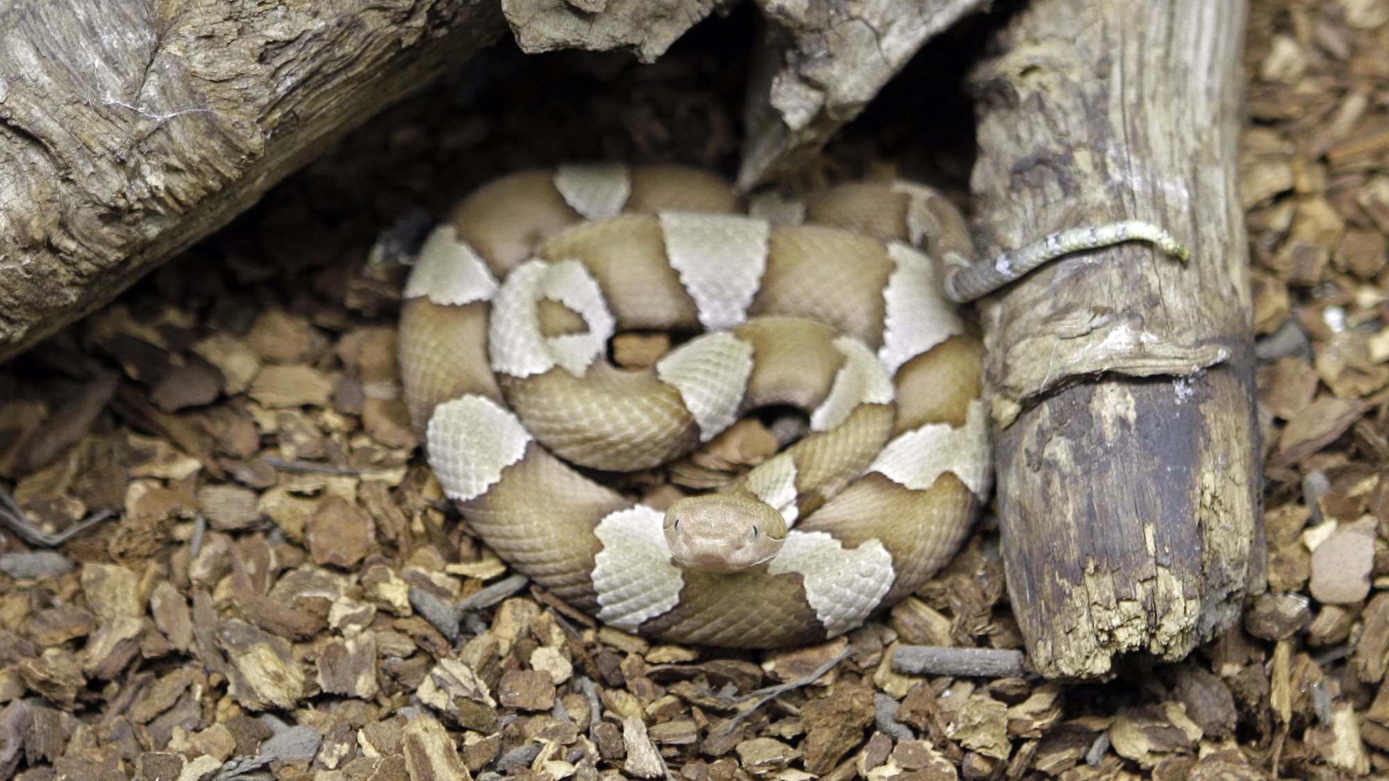 Wildlife Officials Warn People Of Baby Copperhead Snake Season