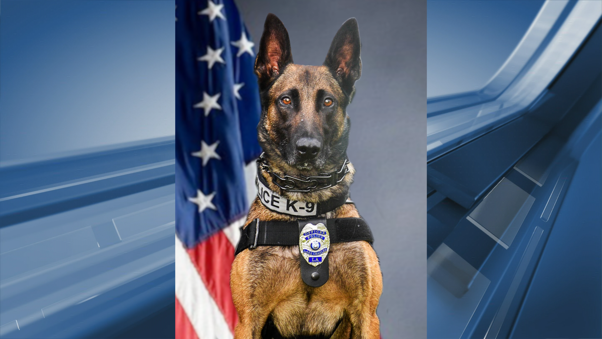 UPDATE VSP K9 Duke dies after experiencing heat exhaustion while tracking  Shenandoah County hitandrun suspect  WFXRtv