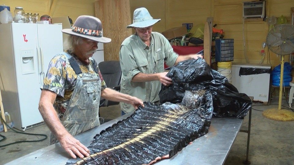 Jones County trappers catch 740-pound gator