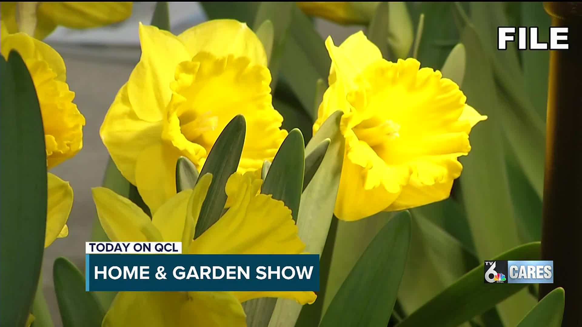 Daffodil Flower Meaning In Punjabi Best Flower Site