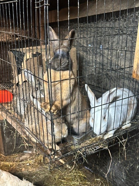 6 bunnies die after hoarding situation in Akron; Cassidys Critters