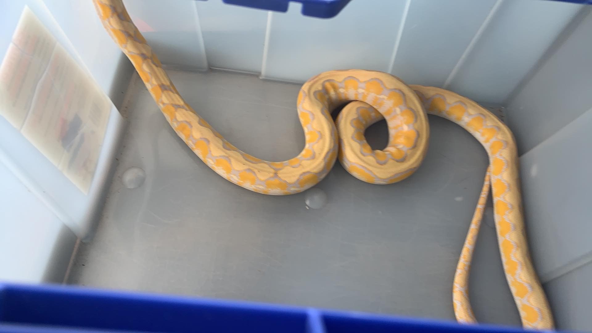 Illegal snakes confiscated in Central Vermont