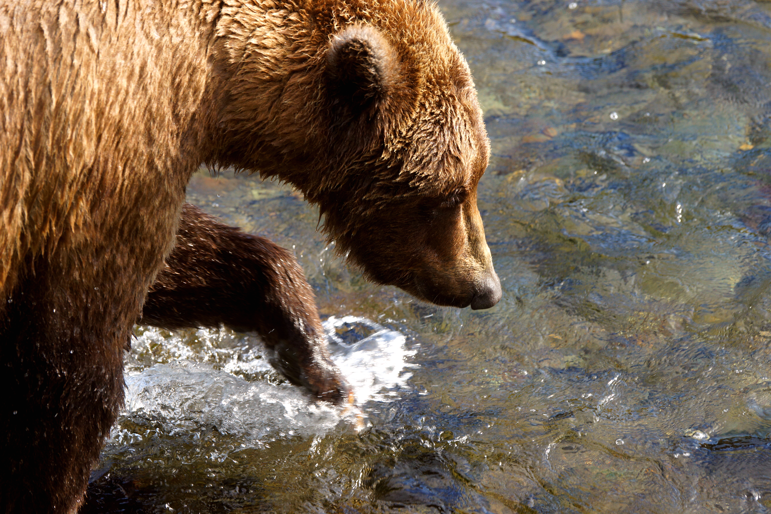 Kenai River Brown Bears - PRESS RELEASE KENAI RIVER BROWN BEARS