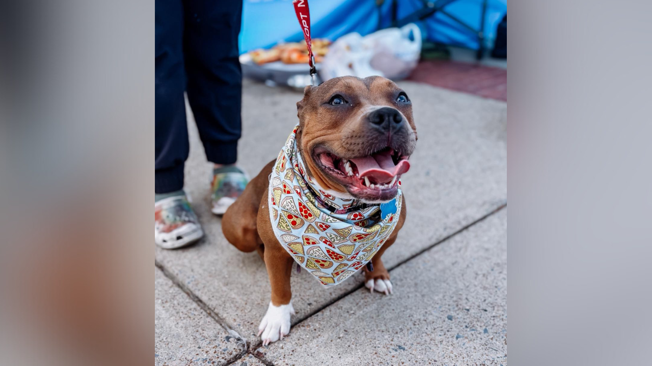 Dog beaten for eating owner's pizza gets her own pizza party