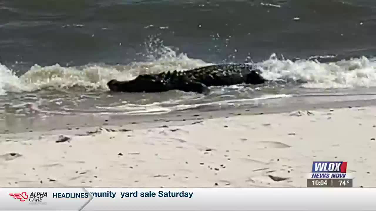 An alligator was hanging out at the beach at Biloxi Lighthouse Pier