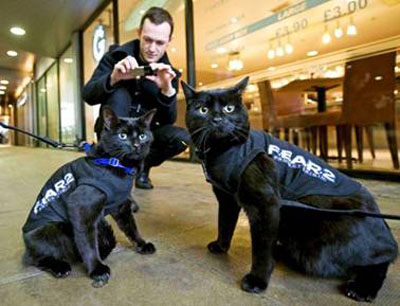 Michigan Police Department holding auditions for feline officer