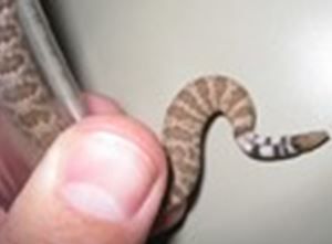 How To Tell If It's A Baby Rattlesnake