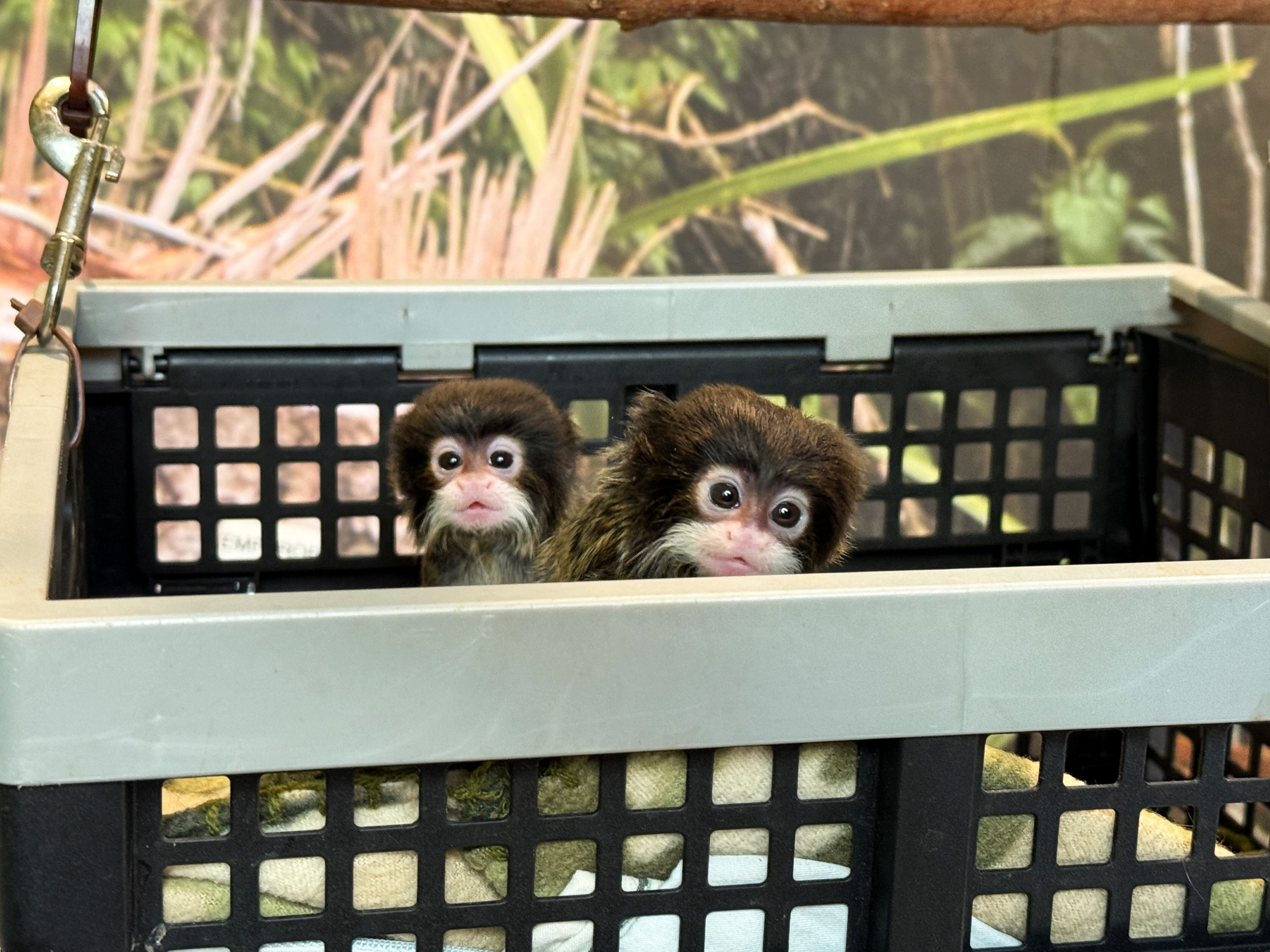 Twin mustached monkeys born at Tennessee zoo