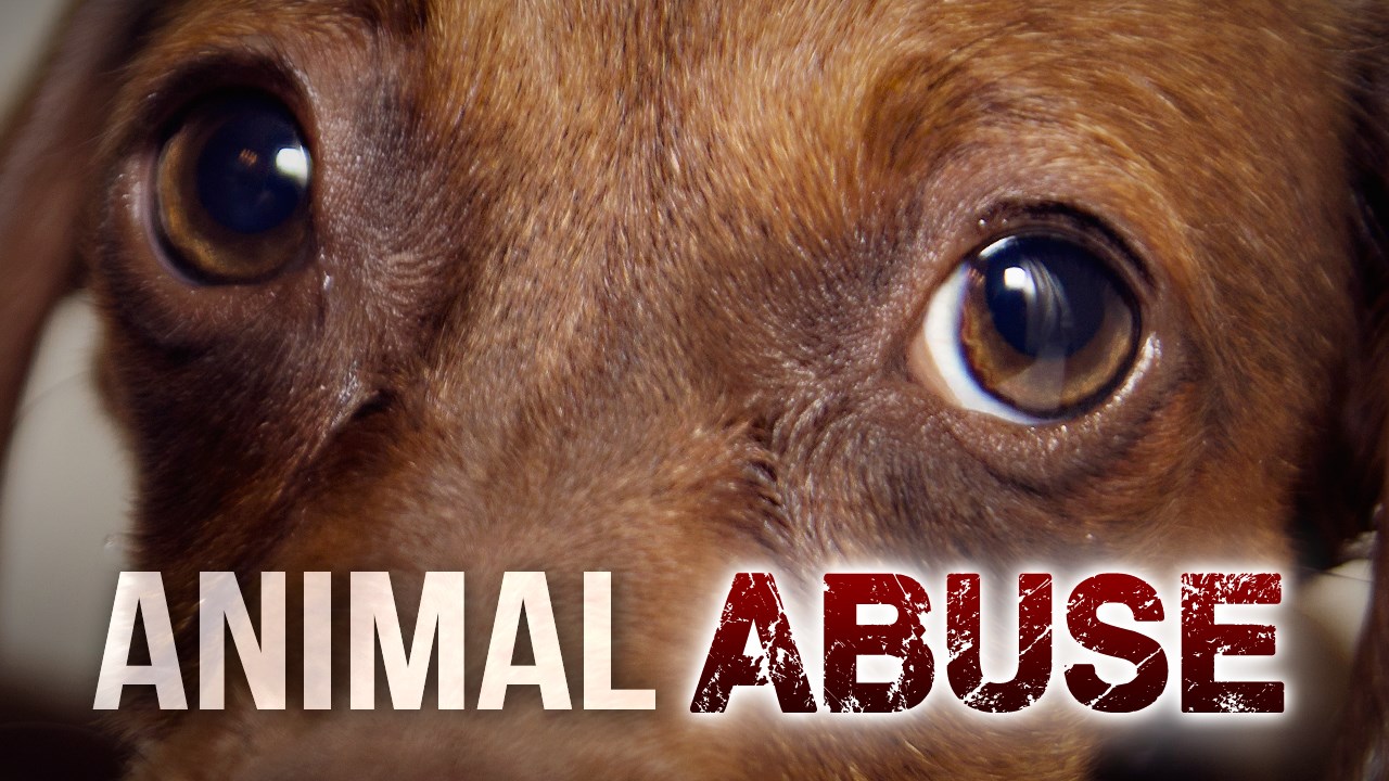 Early warning sign? More states consider animal abuser lists