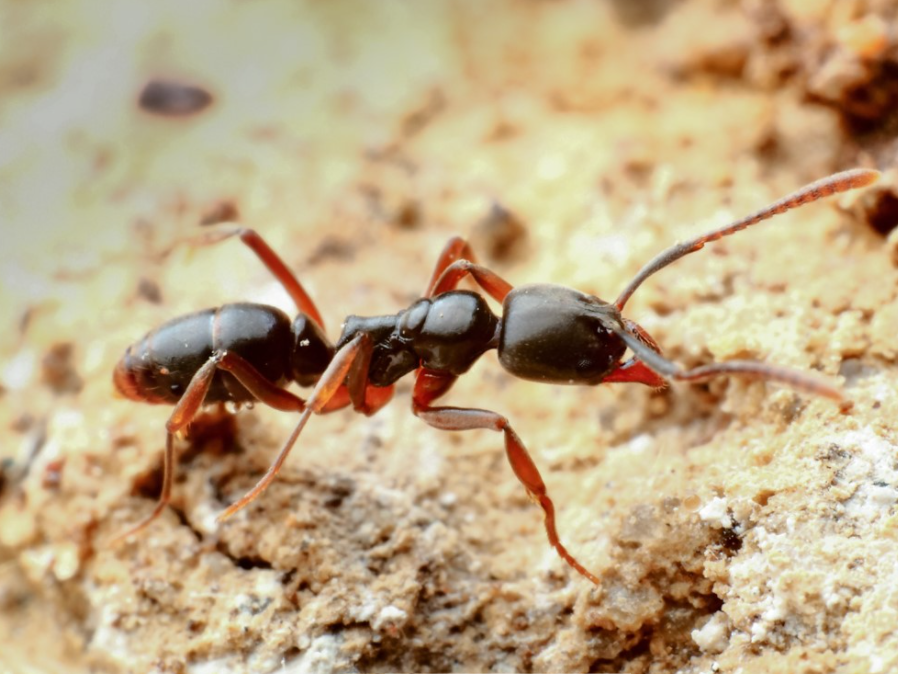 Invasive species of ants discovered in Evansville