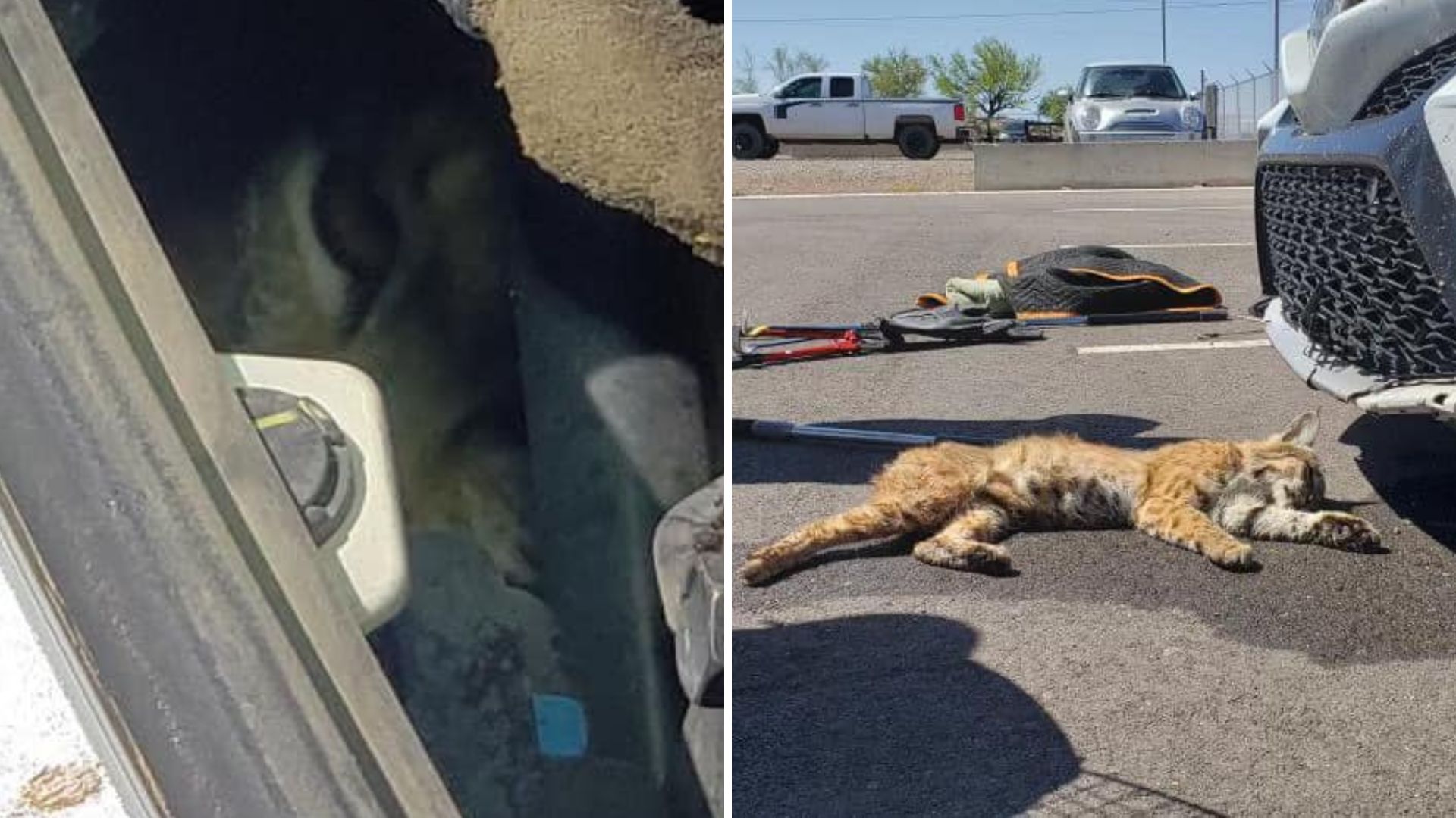 Man finds bobcat under vehicle's hood; animal returned to wild