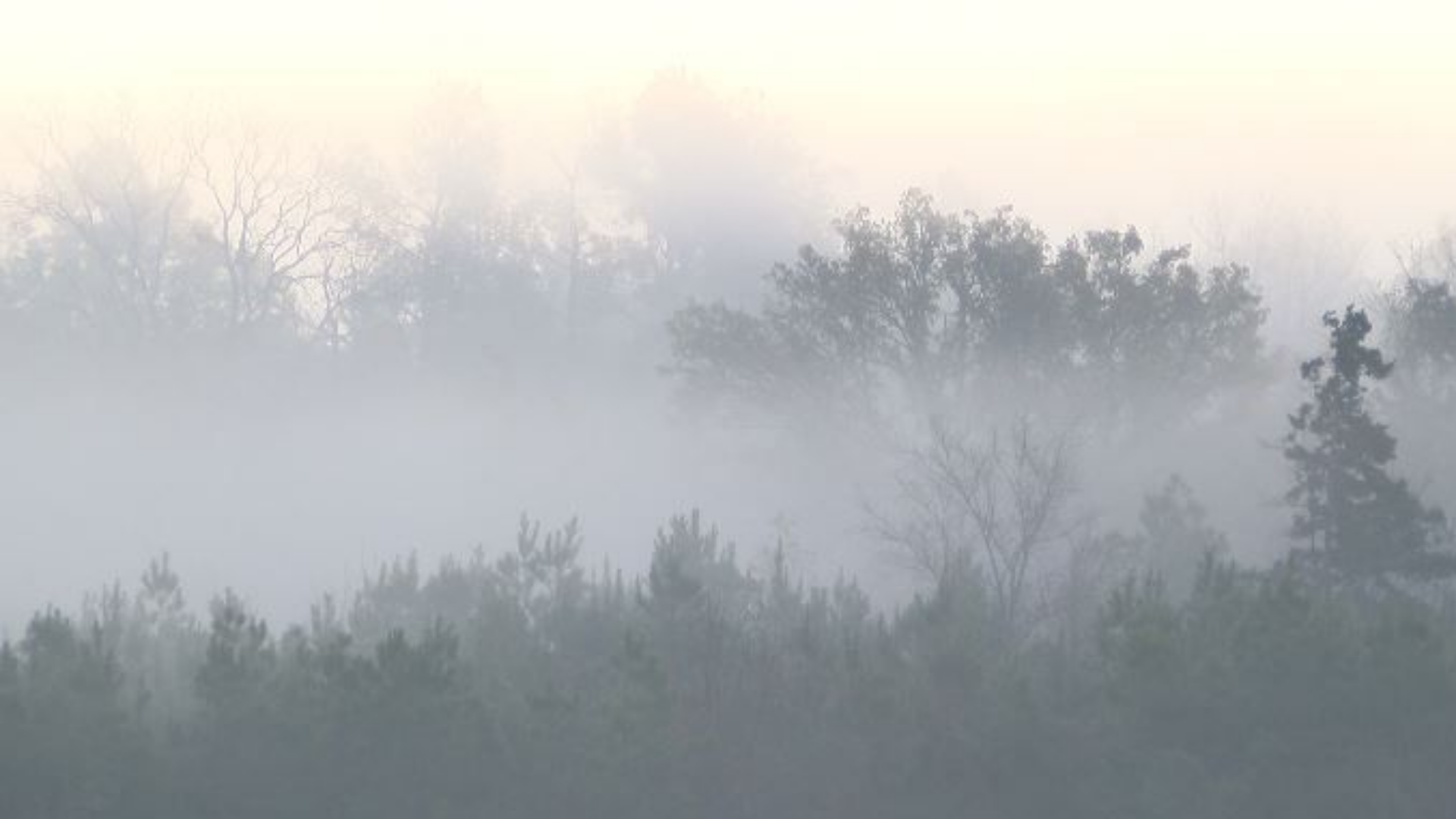 Weather or Not: How does fog form?