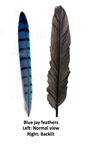 Brown Feather Meaning: Read This When You Find One  Feather meaning, Brown  feather meaning, Blue jay feather