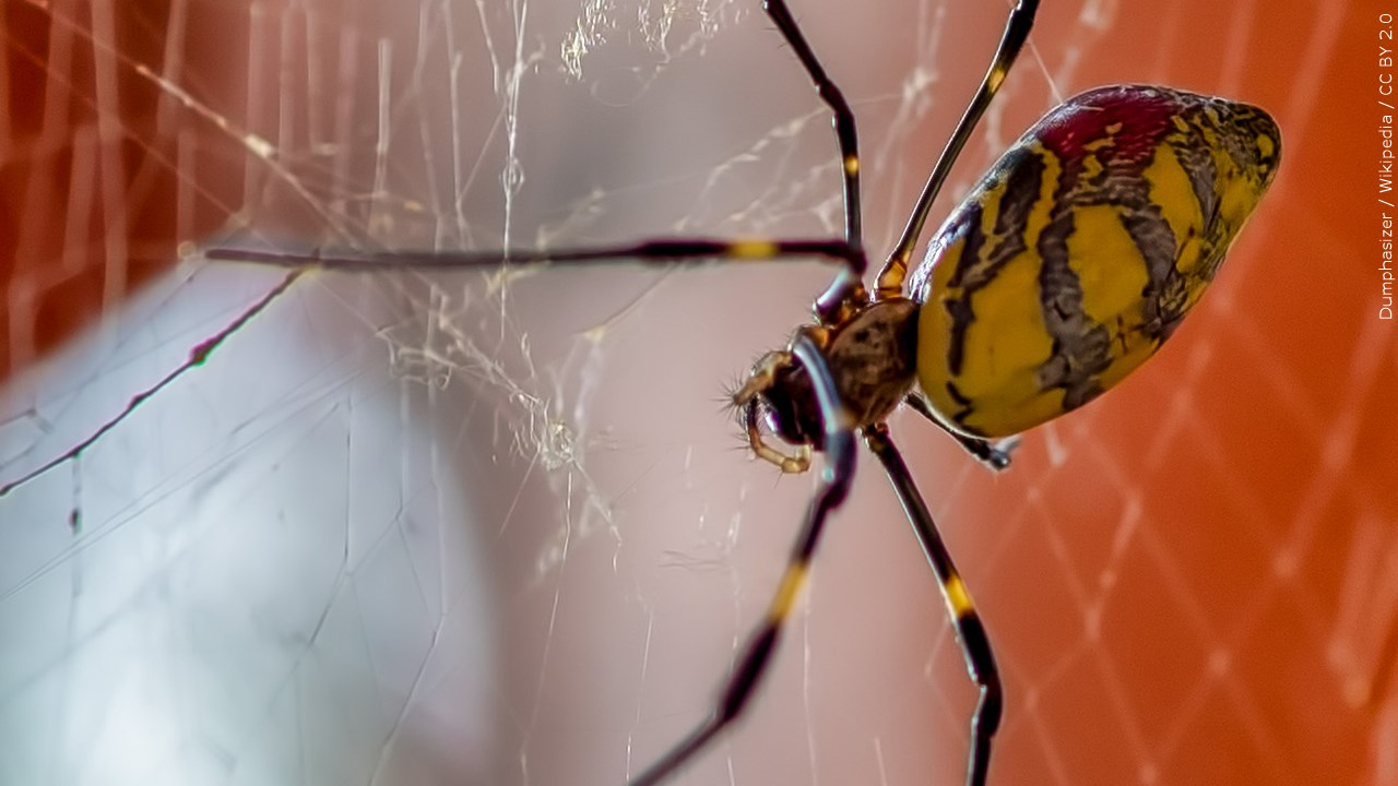 These spiders are well-equipped to live in populated cities, researchers say