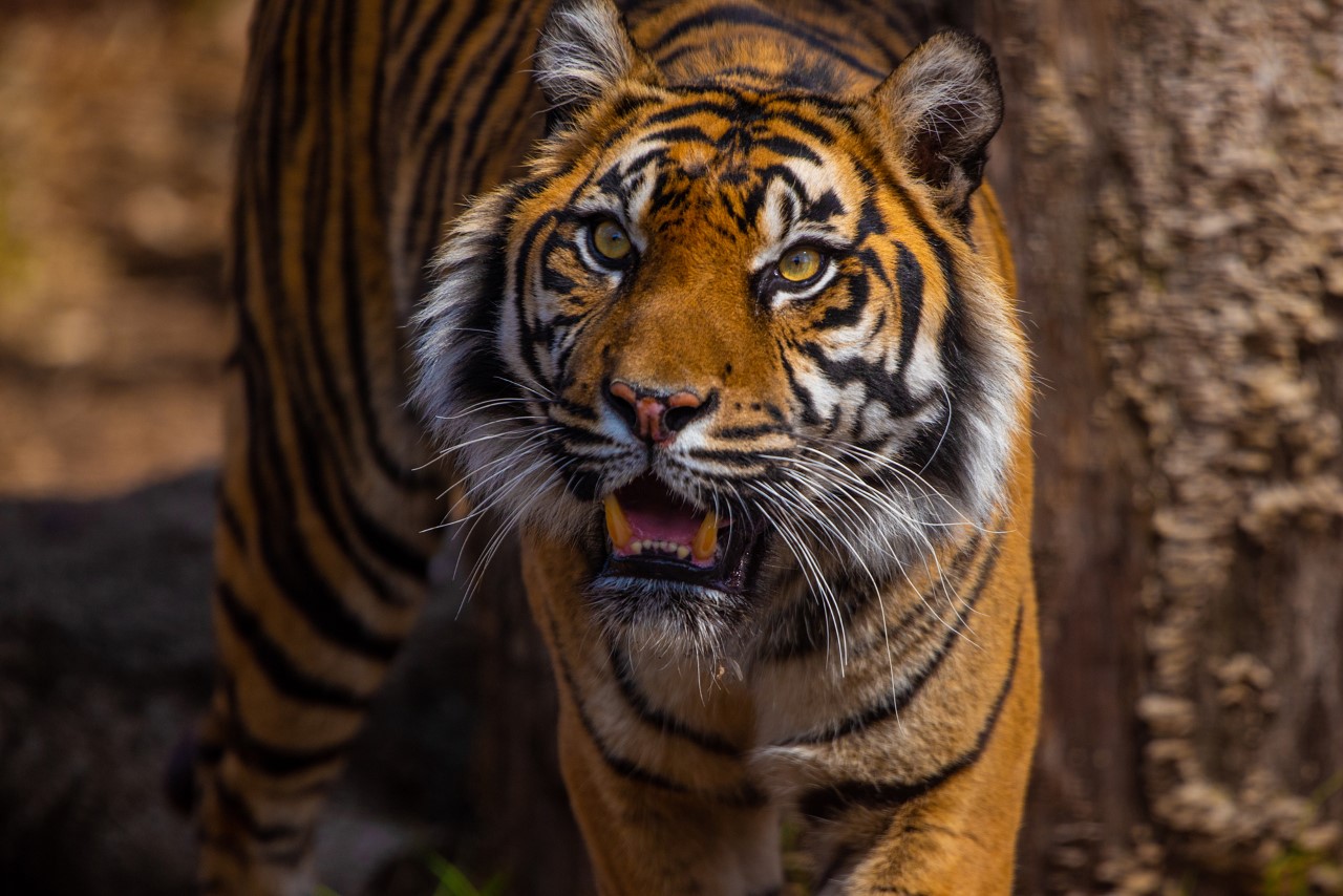 Female Sumatran tiger Jingga, mother of 7, is leaving Topeka Zoo