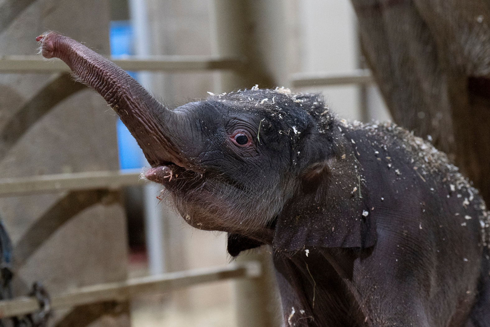 Columbus Zoo welcomes 2nd Asian elephant calf this year