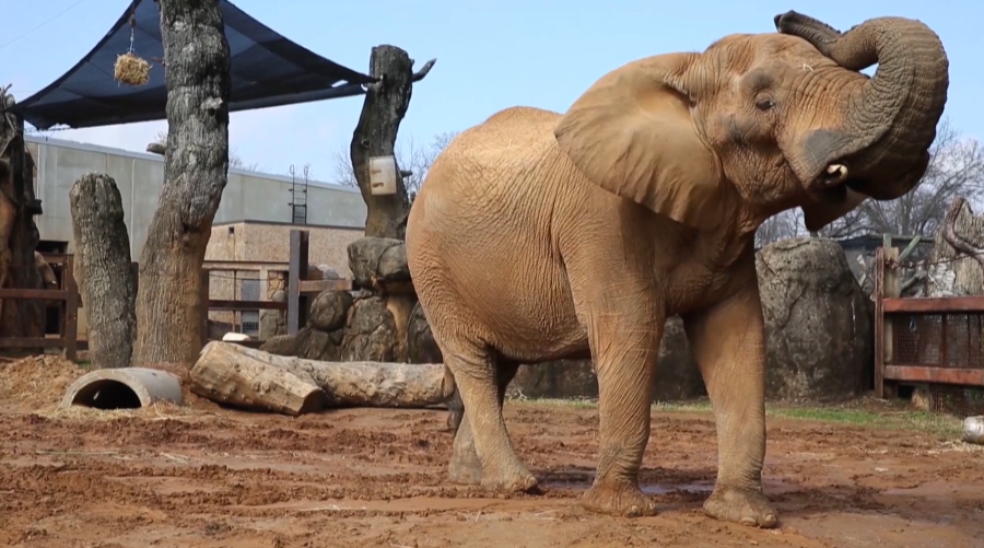 Wild Inside: Transporting the largest bull elephant in the United