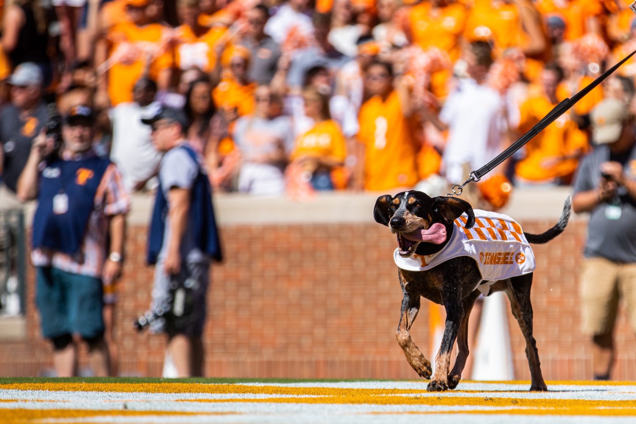 Tennessee Baseball on X: #VolNation: Smokey Grey is here to stay