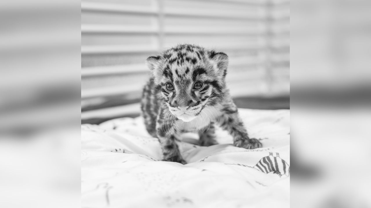 シム・シメール、【THE LITTLE CLOUDED LEOPARD】 シム・シメール、【THE LITTLE CLOUDED LEOPARD】