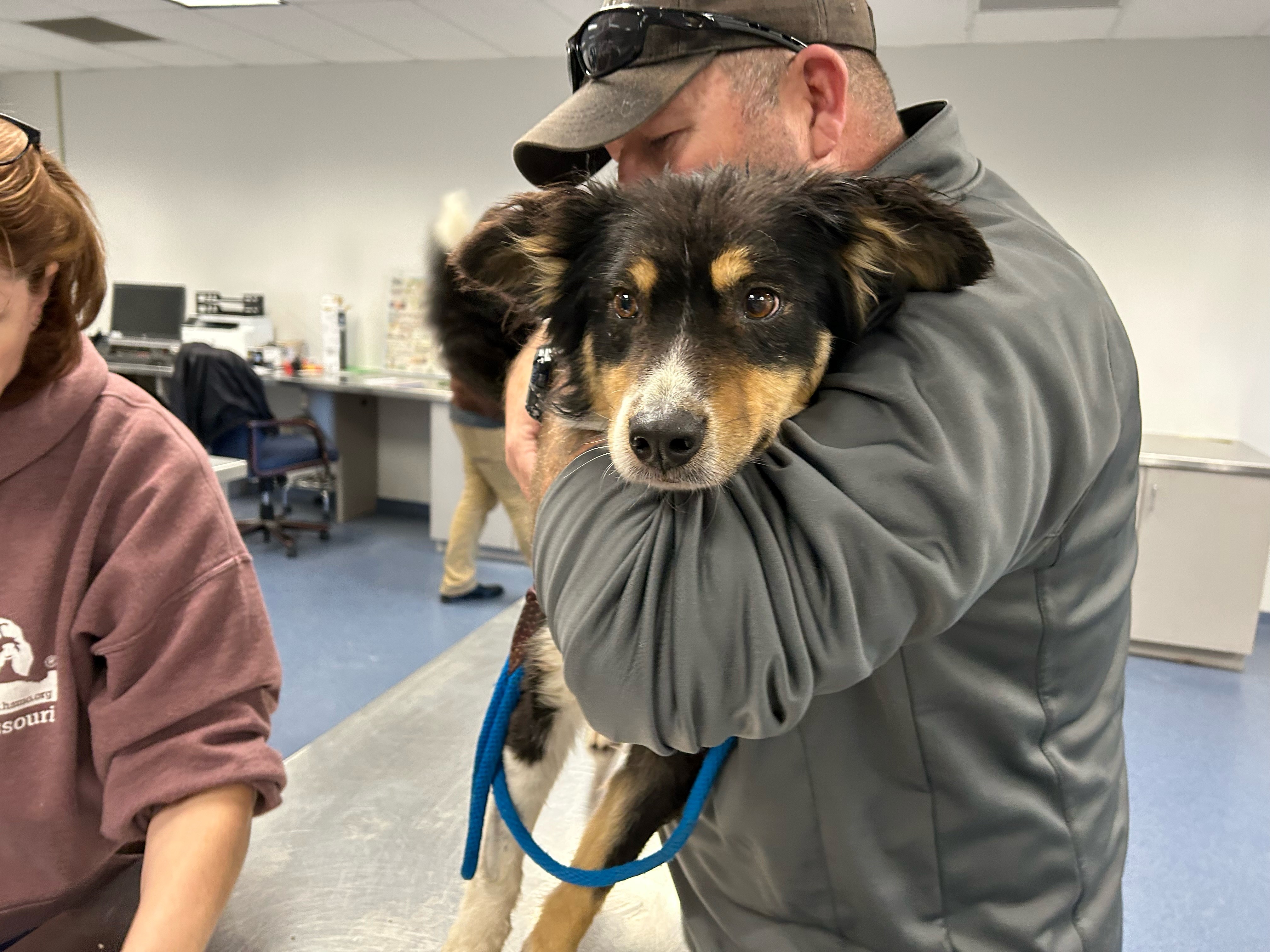 HSMO's Animal Cruelty Task Force brings 29 rescued dogs to St. Louis