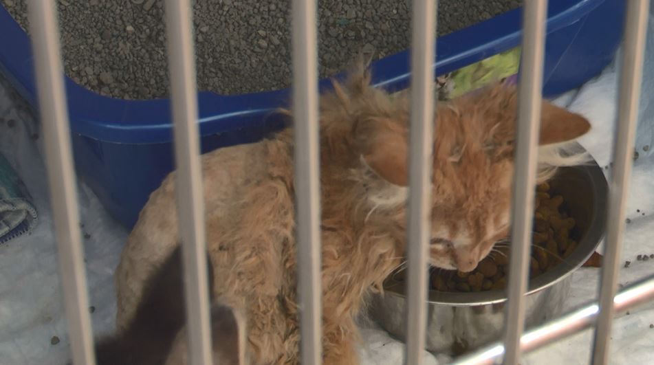 Donations Needed After Manistique Animal Hoarding Situation Leaves Shelter With Nearly 60 Cats