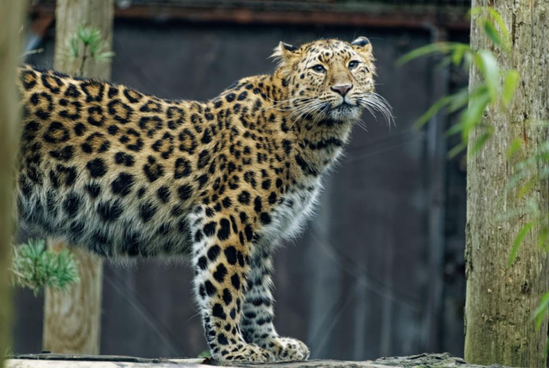 Memphis Zoo welcomes new Amur leopard