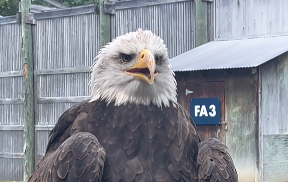 Auburn bald eagle flies at Philadelphia Eagles game