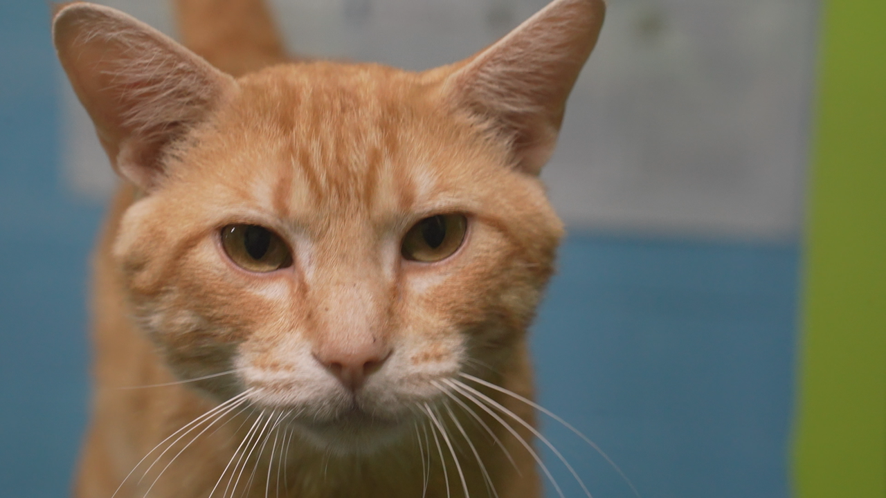 Pet of the Week: Benedict the tabby mix