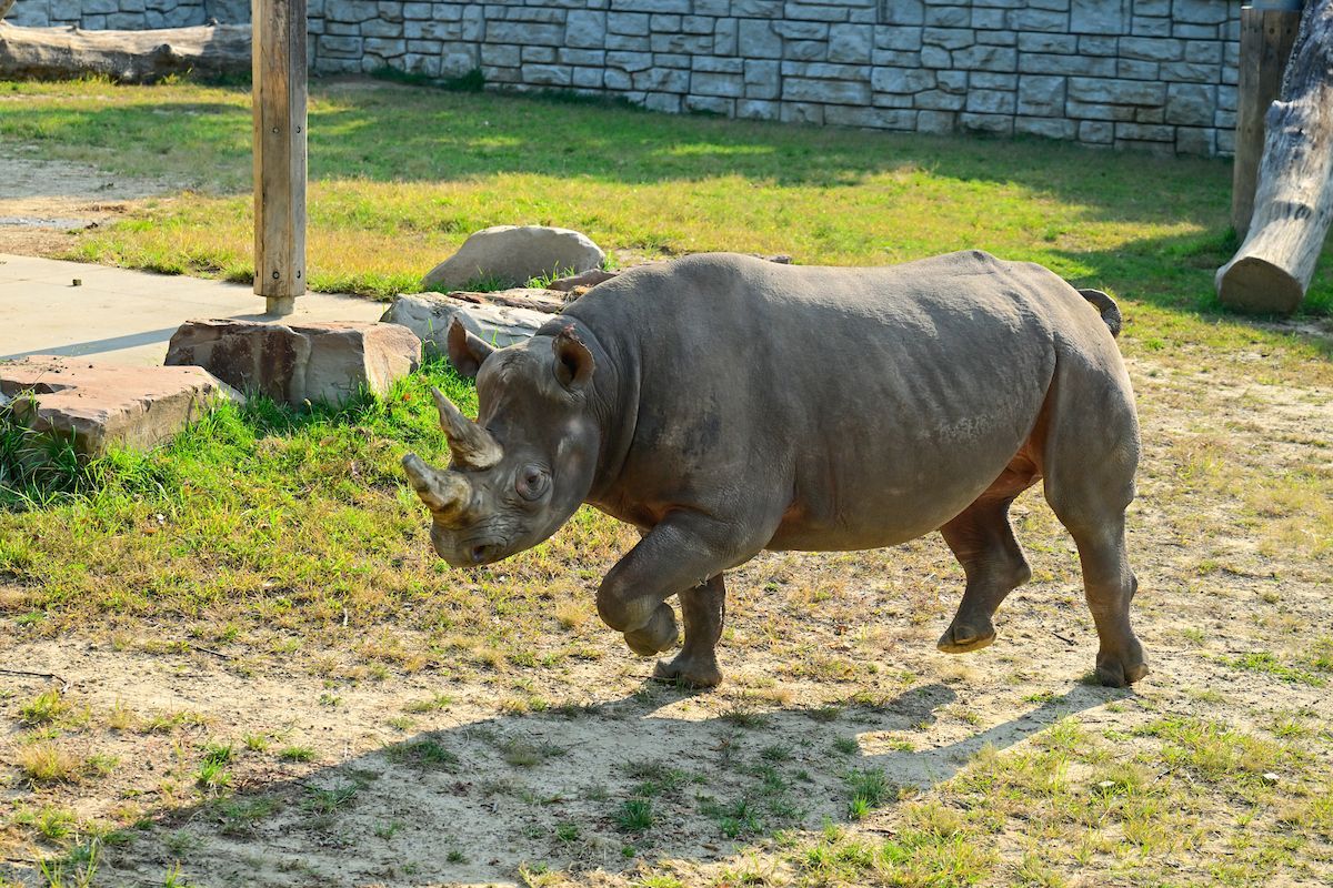 Rhino returns home to Cleveland Zoo