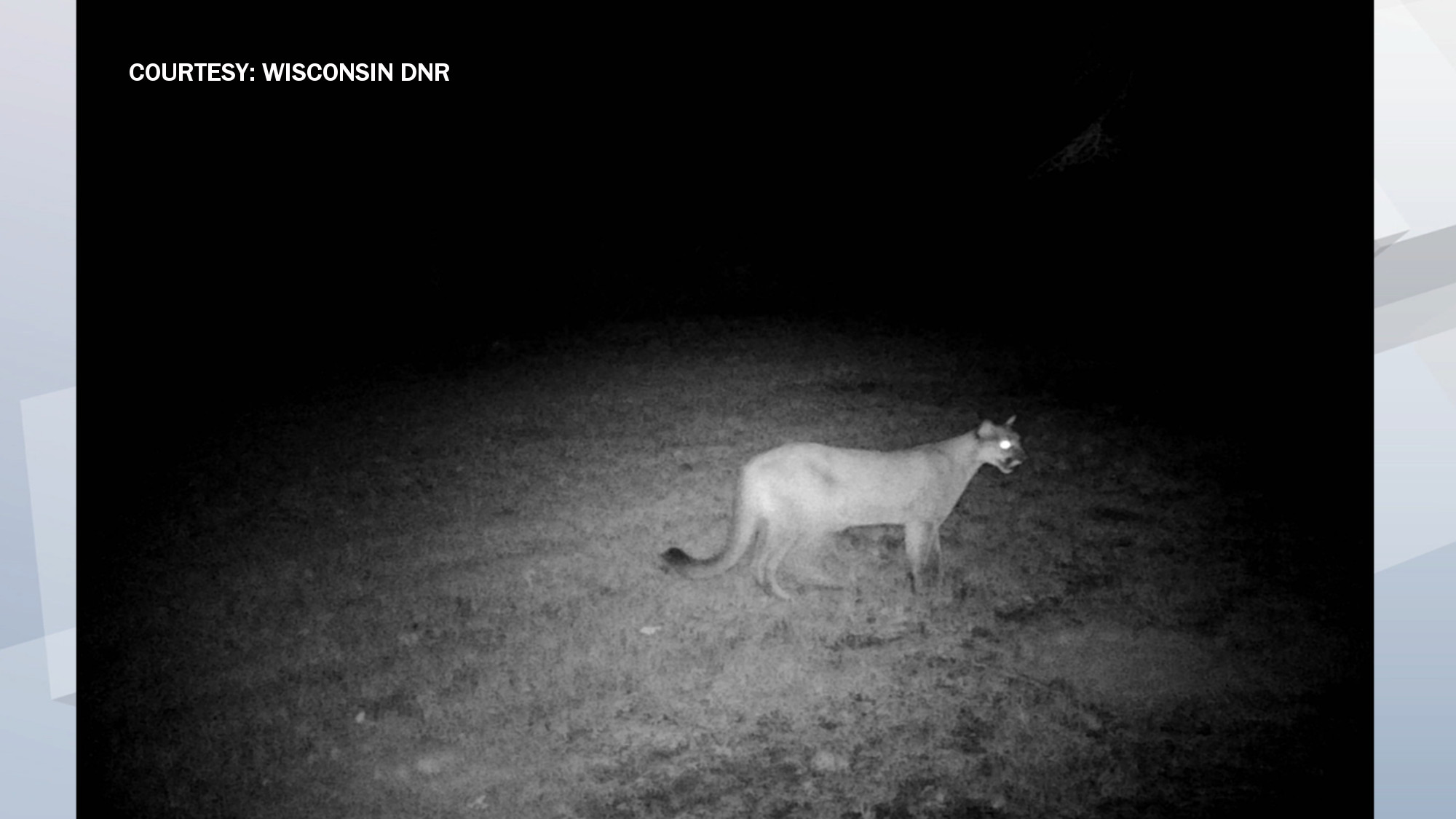 Mysterious big cat caught on security camera in Clarks Summit, Pa.