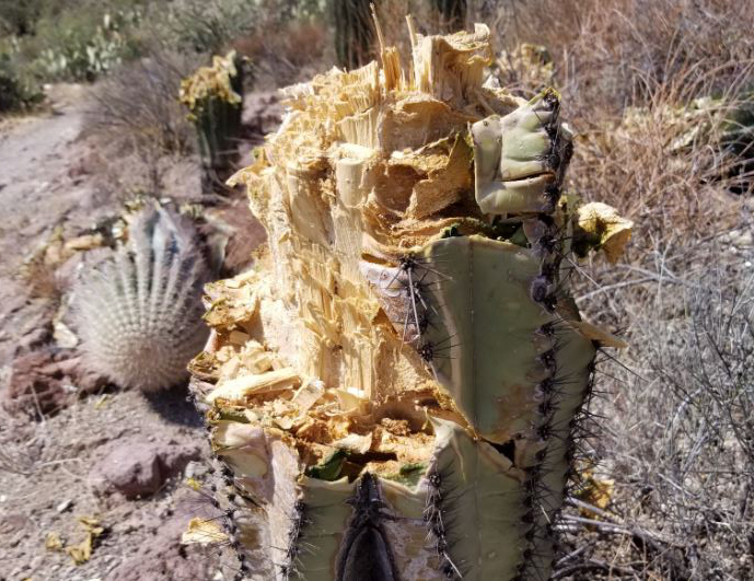 Saying goodbye to the Strong-Arm Saguaro — Town of Marana