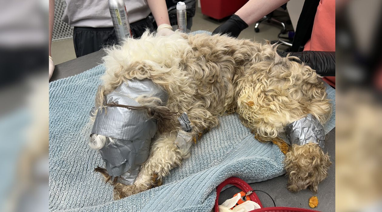 Missing dog found wrapped in duct-tape and abandoned inside dumpster