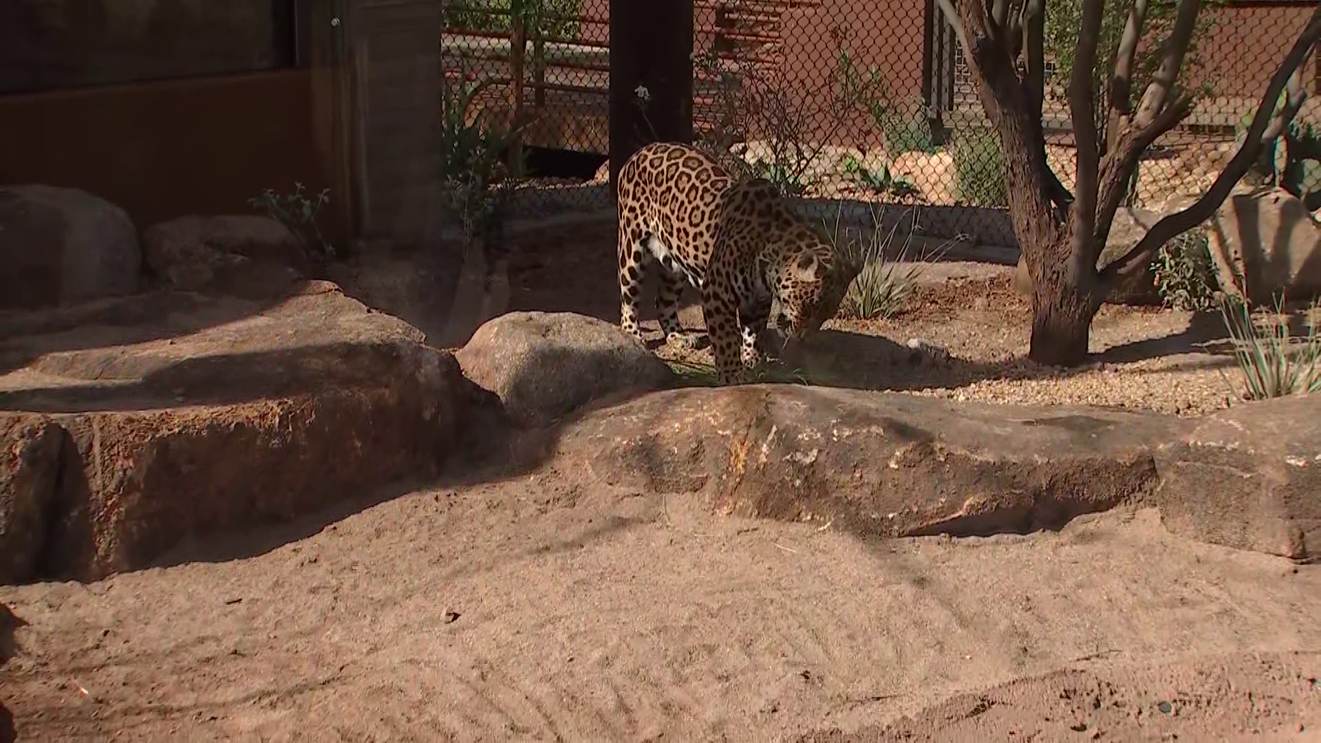 Phoenix Zoo celebrates grand opening of 'Big Cats of Arizona' habitat