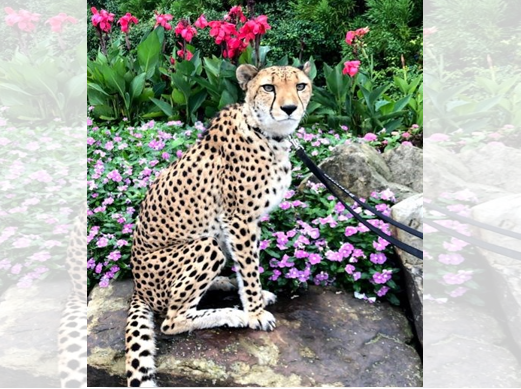チータ　Cheetah Cincinnati Zoo cheetah sets new world speed record