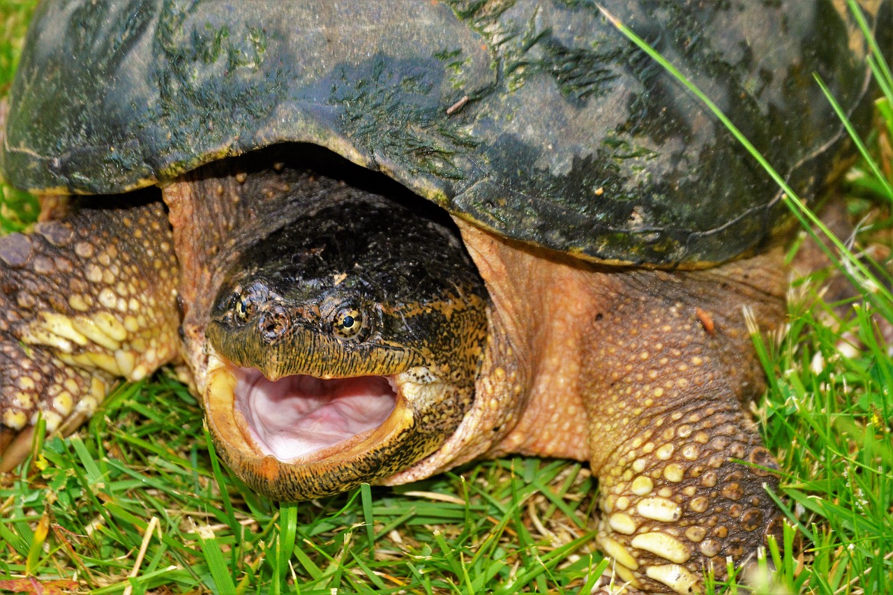 For Mark Boyer, of Harrisburg, Pa., finding the snapping turtles