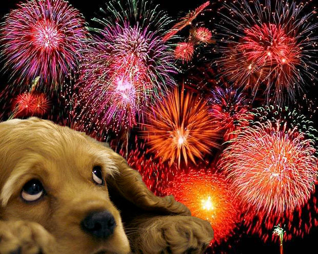 bring new puppy to fireworks