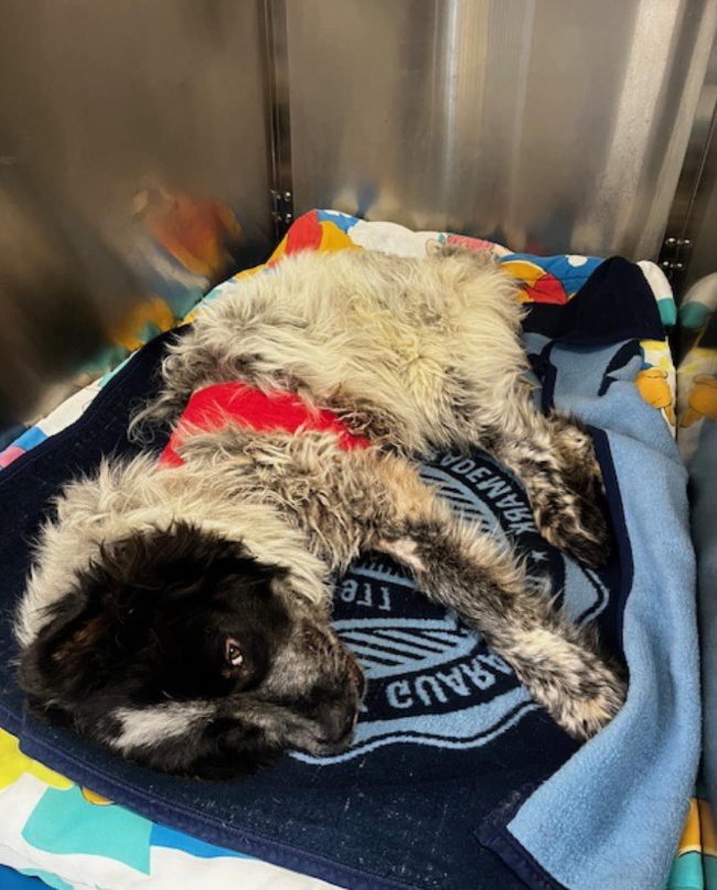 Derek the Dog recovering from gunshot wounds after being helped by Cherokee  County Sheriff